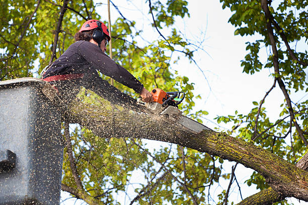 Best Arborist Services Near Me  in Haskell, OK